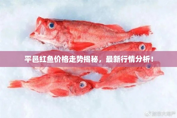 平邑紅魚價格走勢揭秘，最新行情分析！