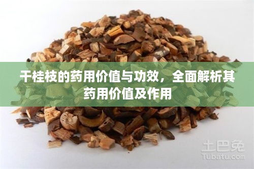 干桂枝的藥用價值與功效，全面解析其藥用價值及作用