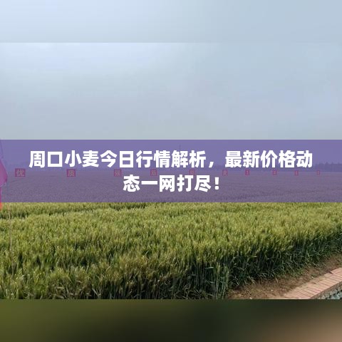 周口小麥今日行情解析，最新價(jià)格動(dòng)態(tài)一網(wǎng)打盡！